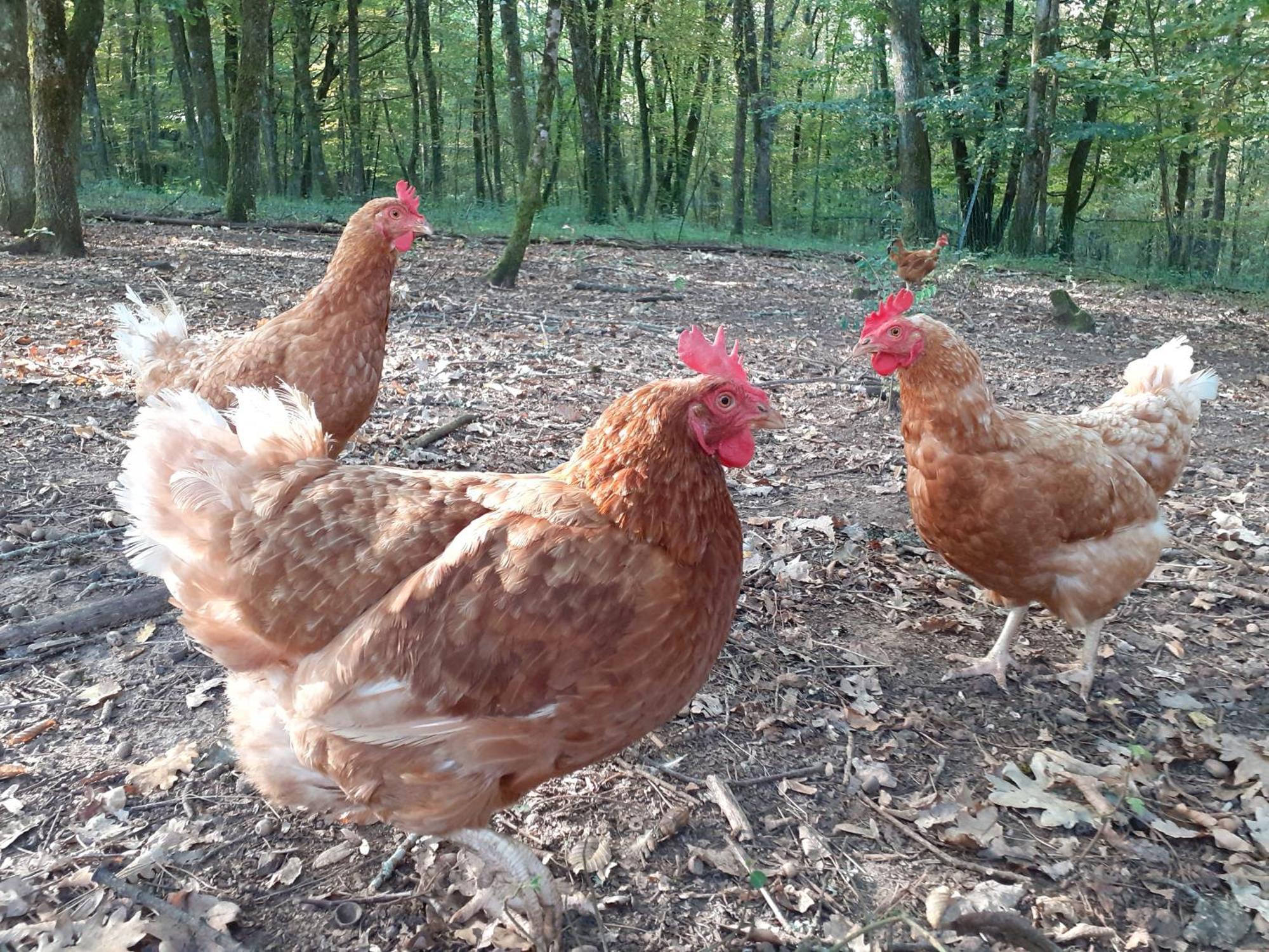 La Cabane De L'Oiseau Couze-et-Saint-Front エクステリア 写真